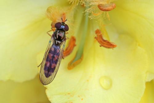 Melanostoma scalare